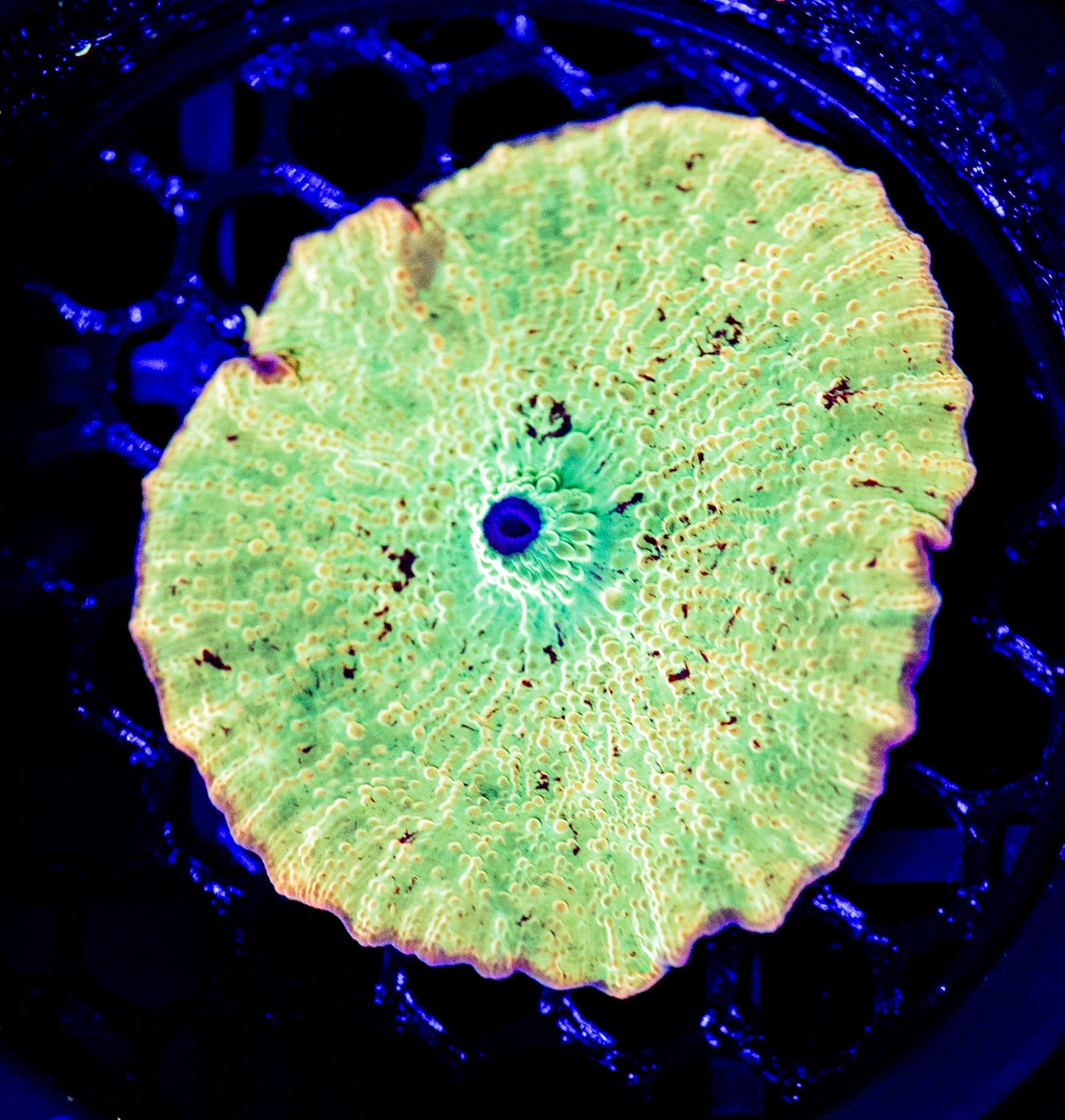D46 JAWBREAKER