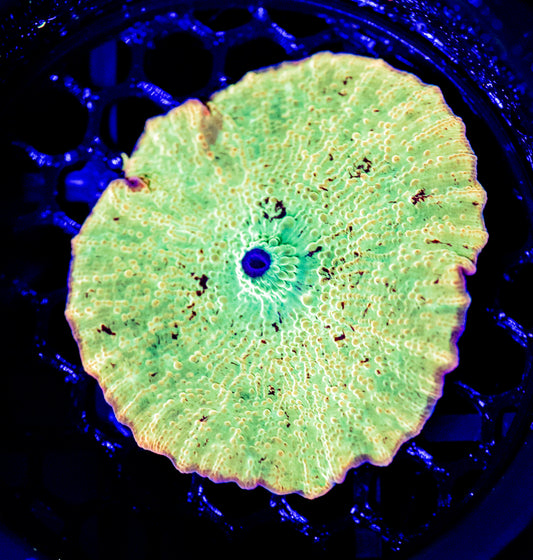 D46 JAWBREAKER