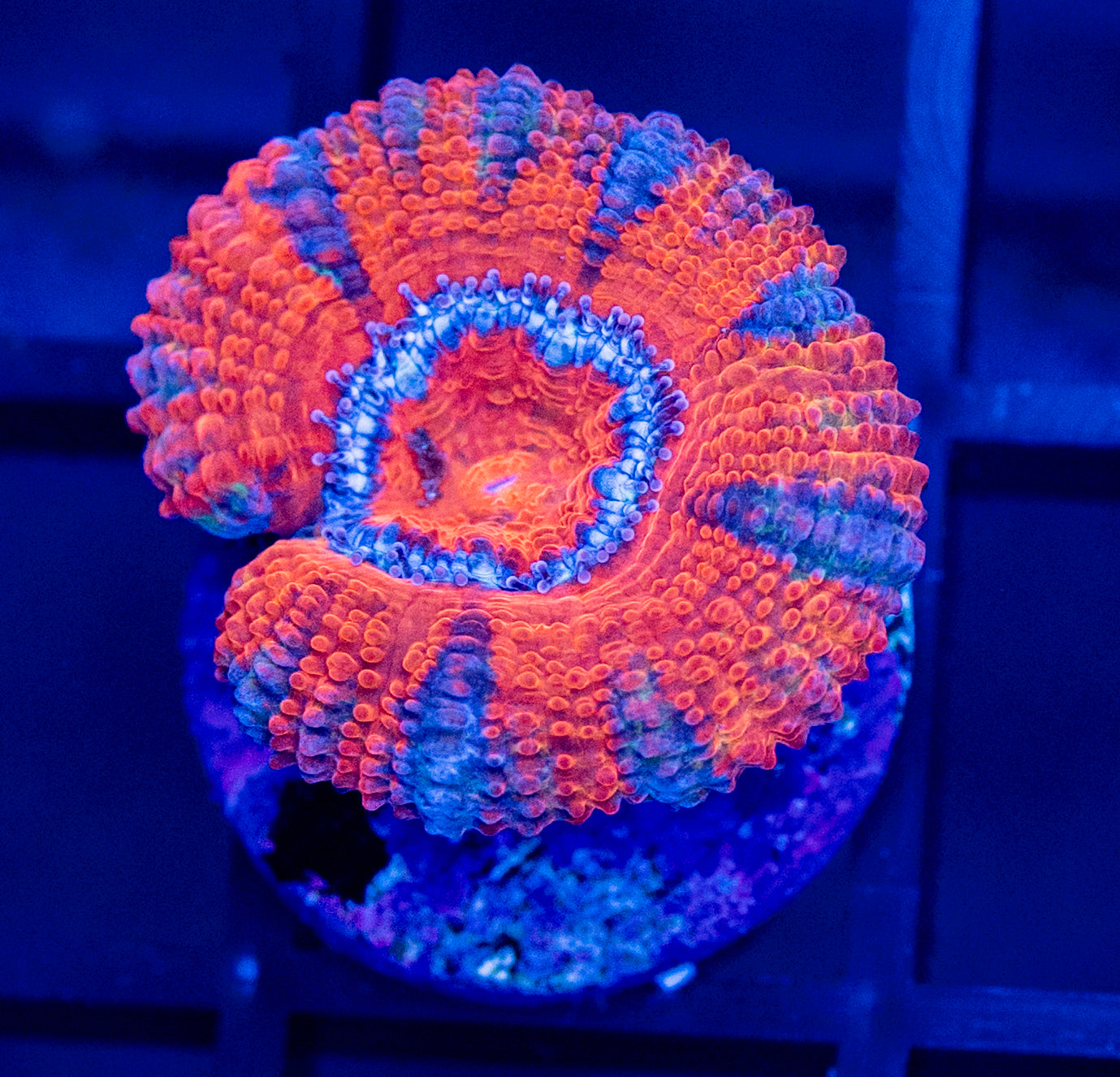 D51 ACAN / SPECIAL