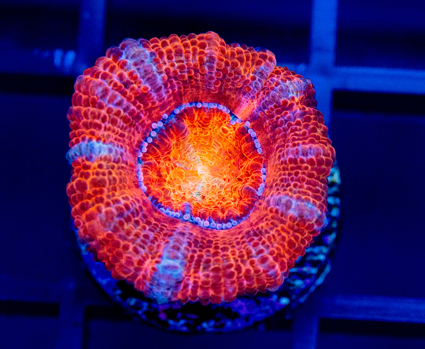 D54 ACAN WYSIWYG
