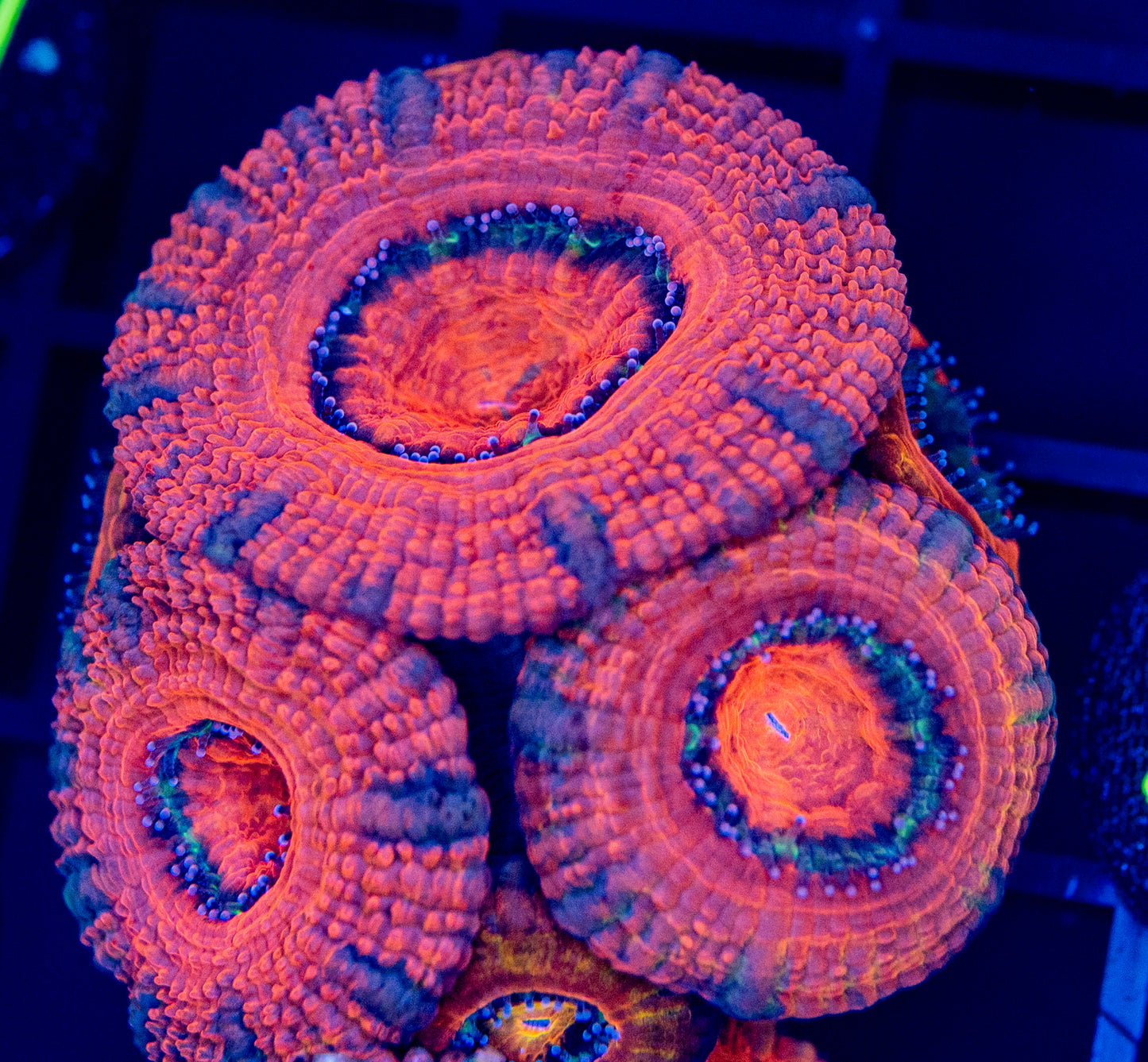 D59 ACAN