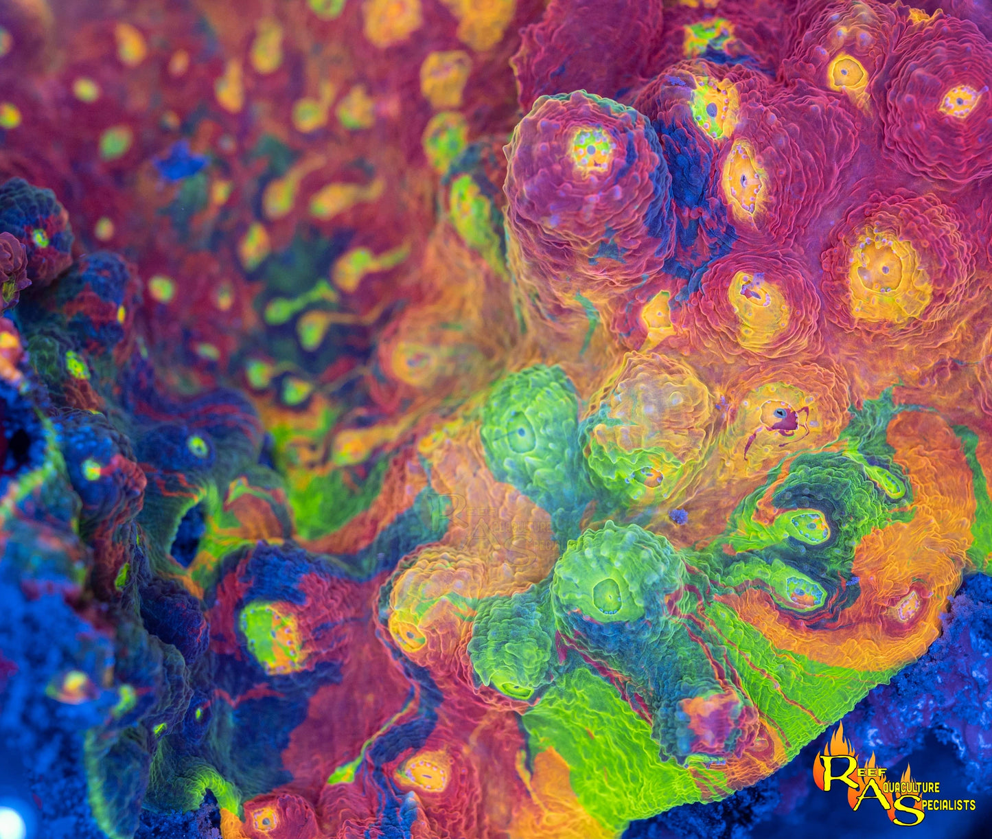 RAS Galactic Acid rainbow chalice