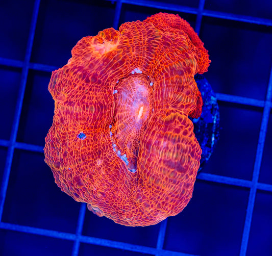 RAS Red Hots Bowerbanki - WYSIWYG 1