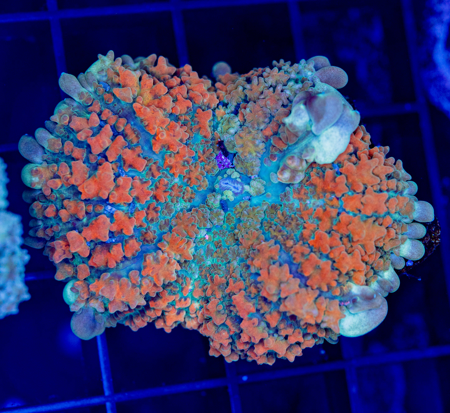 RAS Pink Elephant Mushroom - WYSIWYG 1