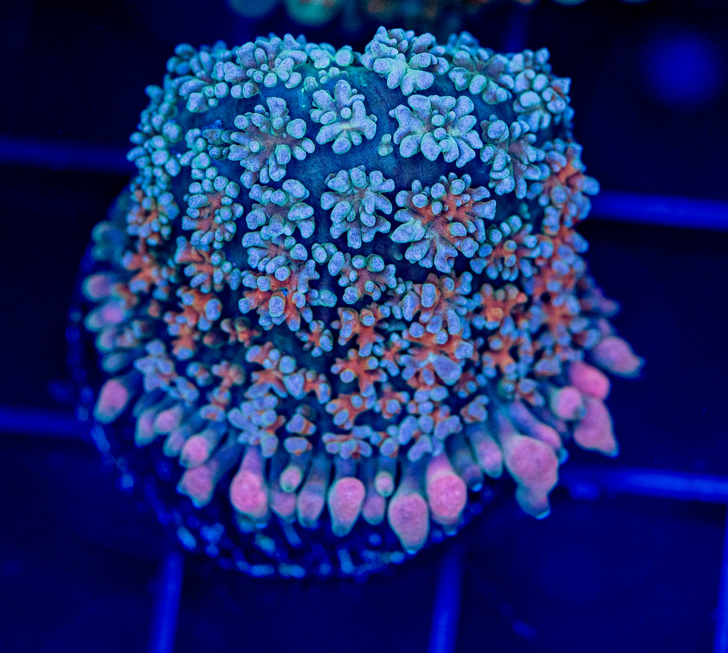 RAS Pink Elephant Mushroom - WYSIWYG 1