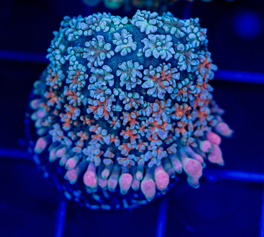 RAS Pink Elephant Mushroom - WYSIWYG 1