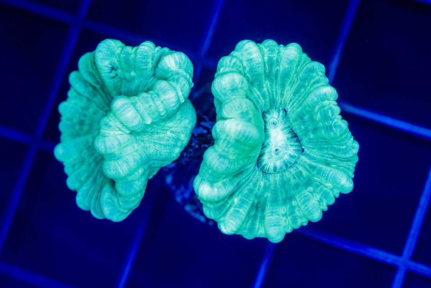 Candycane - WYSIWYG 1