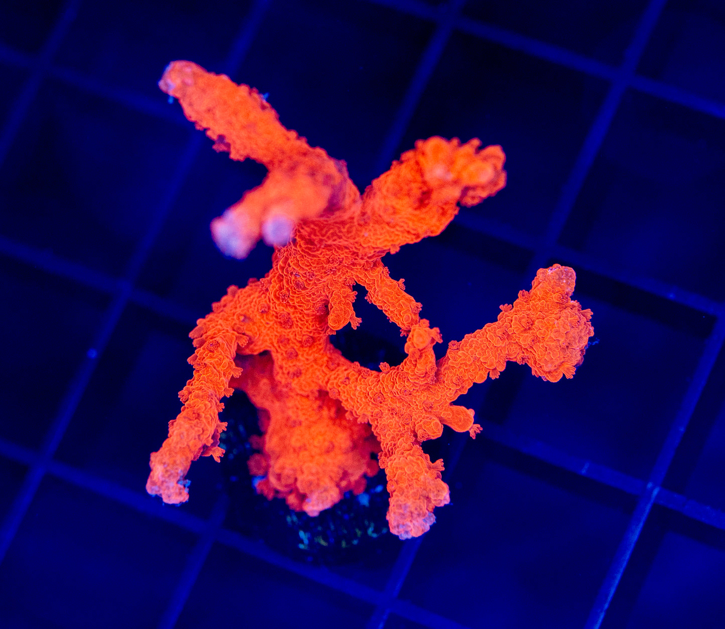 Manilla Spy - WYSIWYG 1