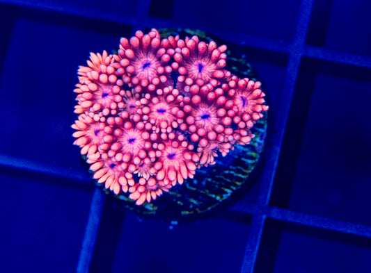 Pink Fire Goni - WYSIWYG