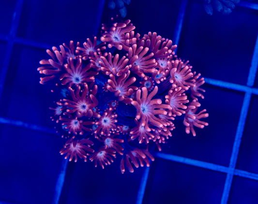 Rare Ultra Red Alveopora - WYSIWYG 1