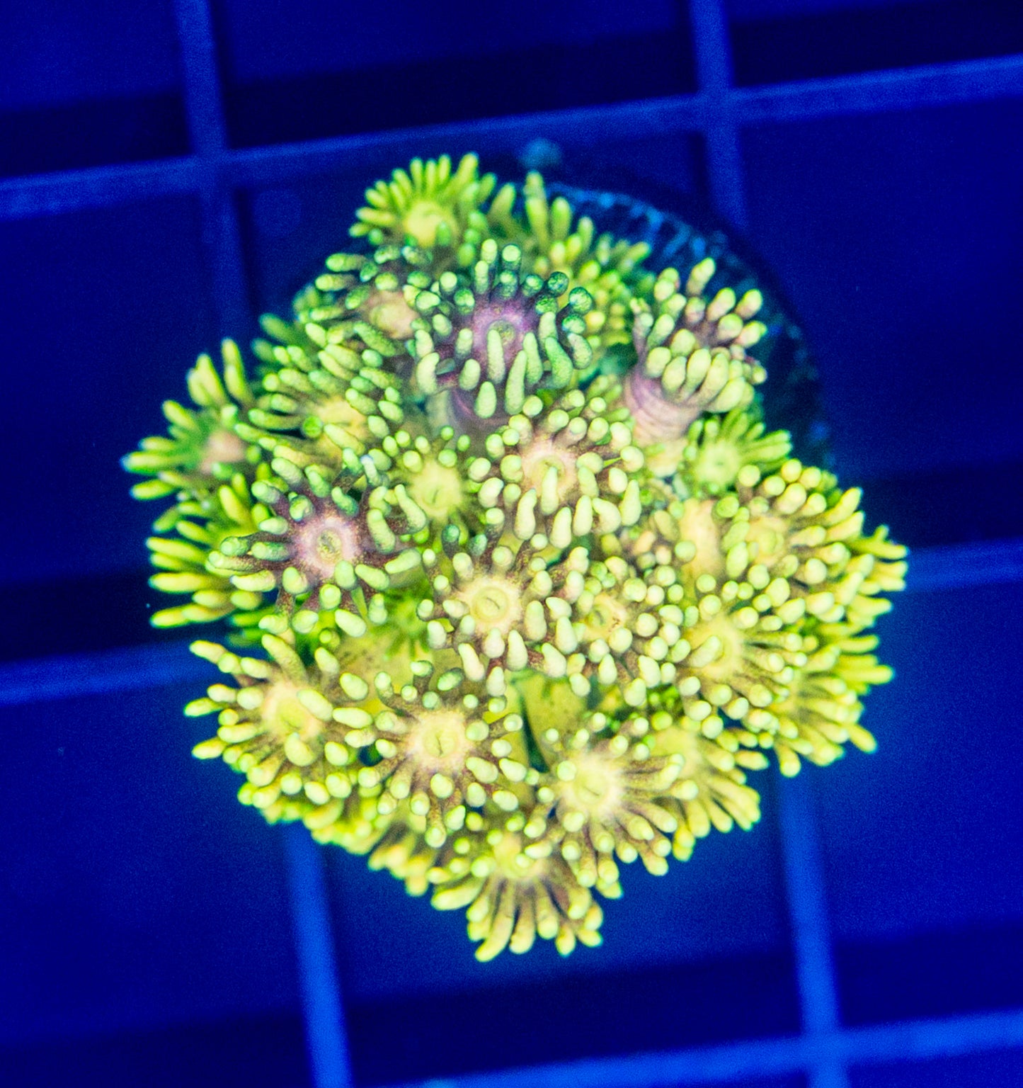 Lemon Laser Rainbow Goni - WYSIWYG 1