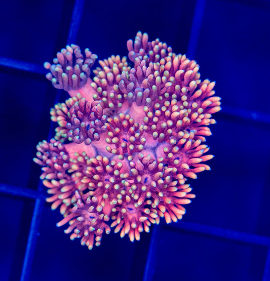 Rainbow Goni - WYSIWYG 2