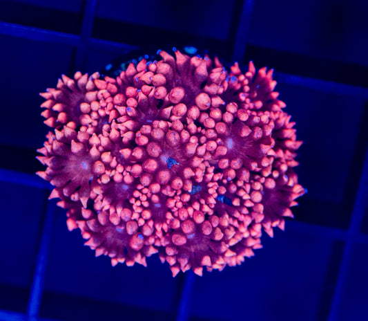 Black Cherry Goni -WYSIWYG