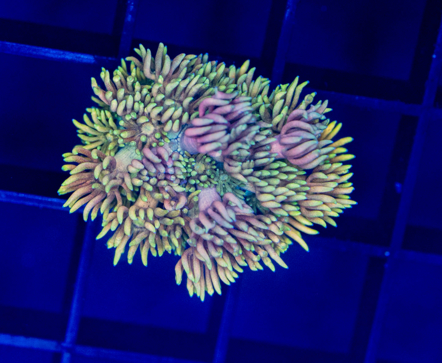 Rainbow Passion Goni - WYSIWYG 1