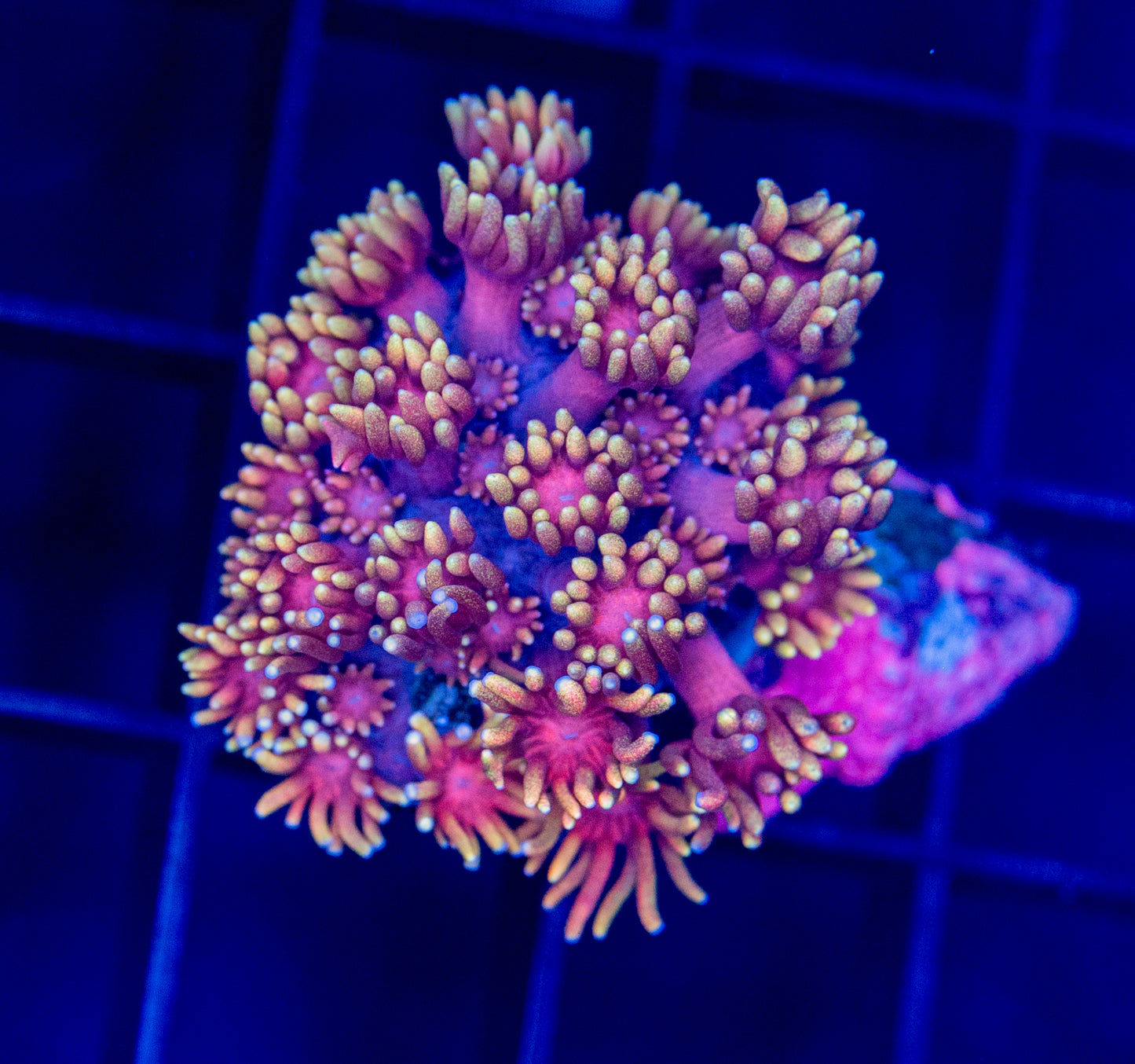 RAS Ironman Goni - WYSIWYG