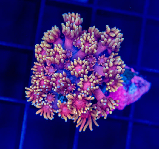 RAS Ironman Goni - WYSIWYG