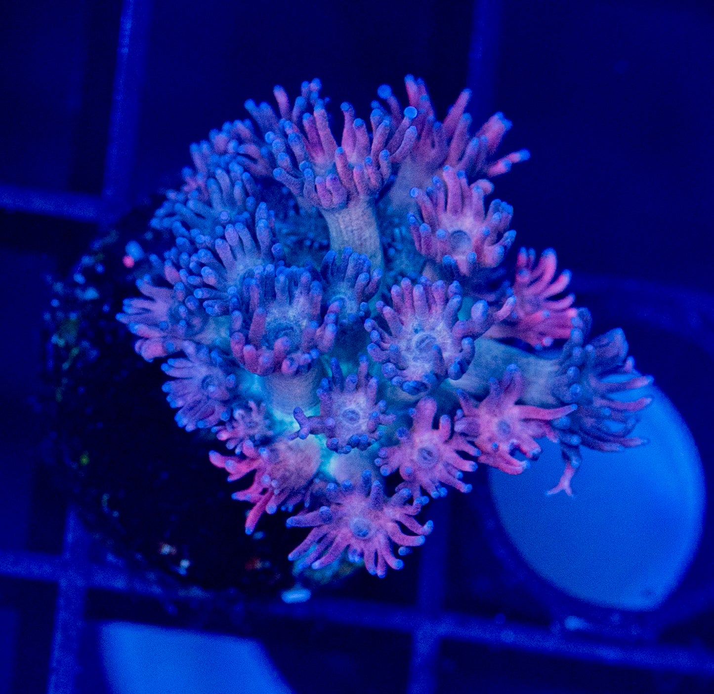 Pink blue Goni - WYSIWYG