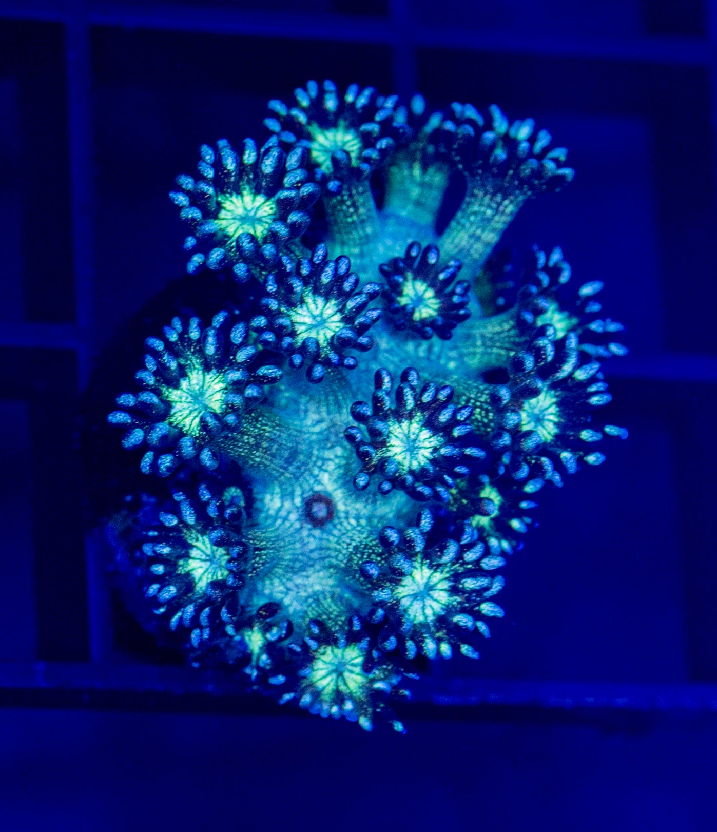 RAS Dark KNight Glitter Goni - WYSIWYG 1