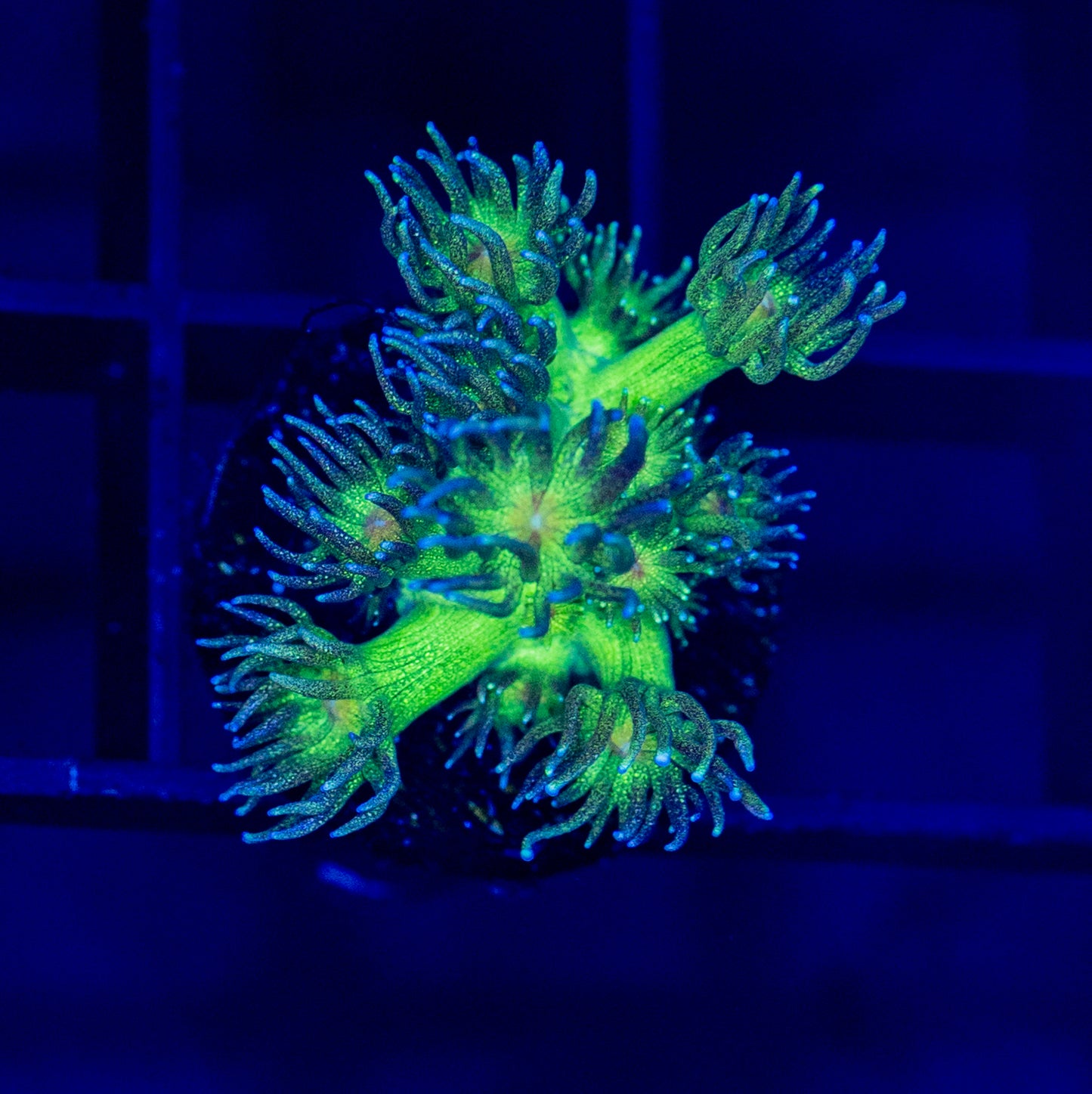 RAS Electric Kryptonite Glitter Goni - WYSIWYG 1