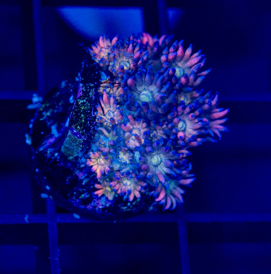 Grafted Goni - WYSIWYG