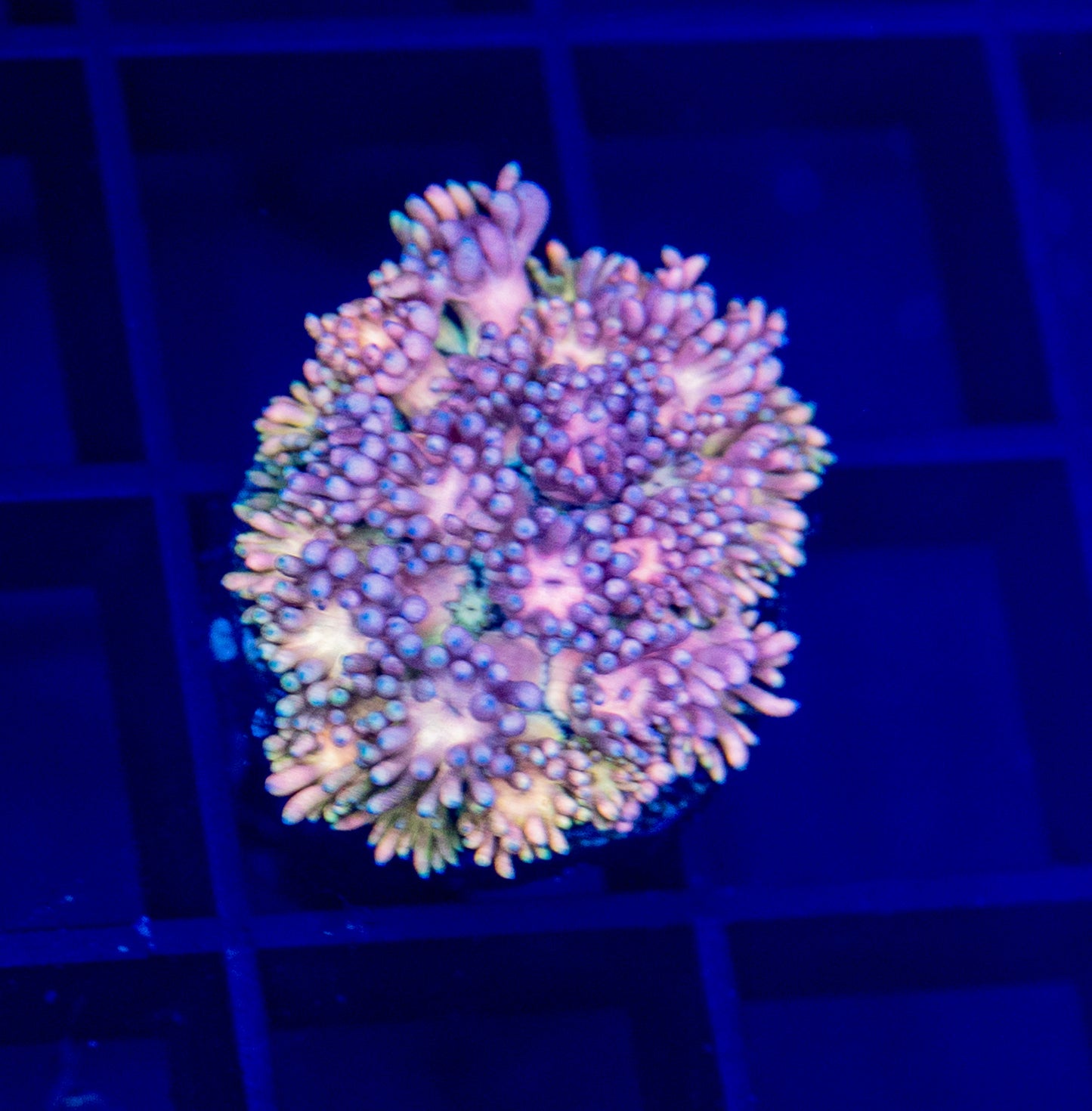 Rainbow Goni - WYSIWYG 2