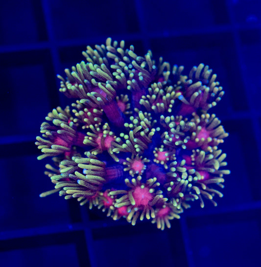 Ironman Goni - WYSIWYG