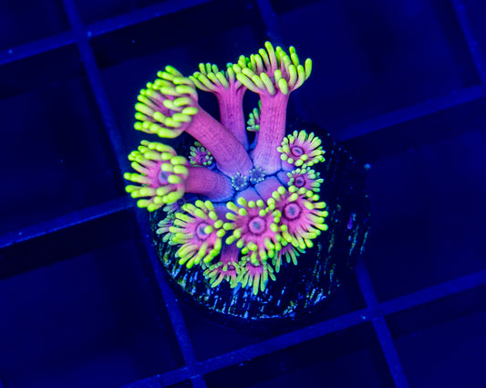 RAS Red Light District Goni - WYSIWYG 1