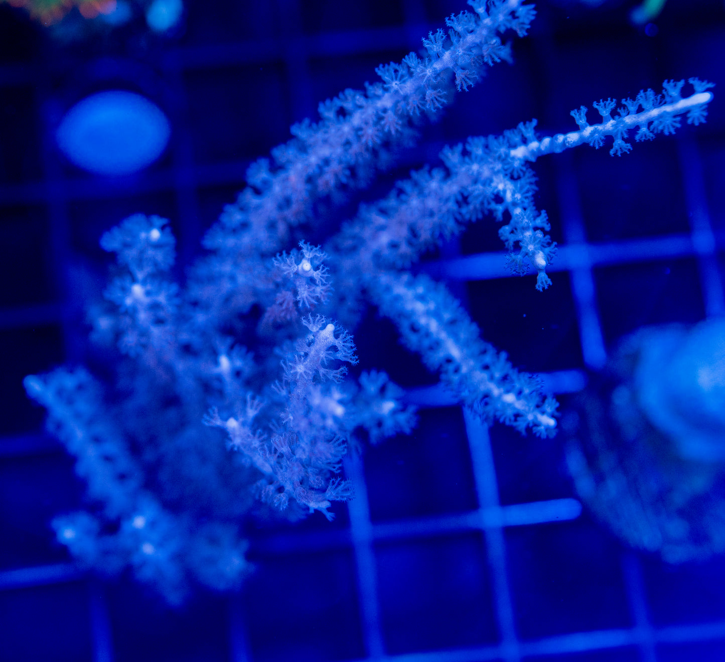 Grubbs Gorgonian - WYSIWYG