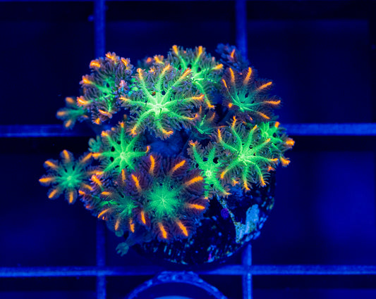 RAS Firework Clove Polyps - WYSIWYG 1