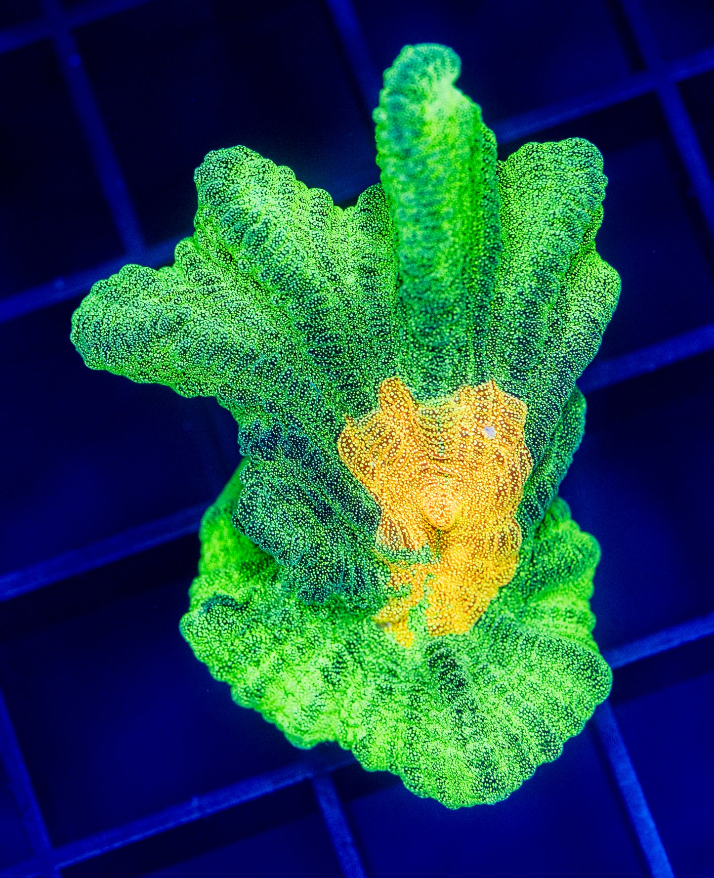 Space Invader Pectinia - WYSIWYG 1