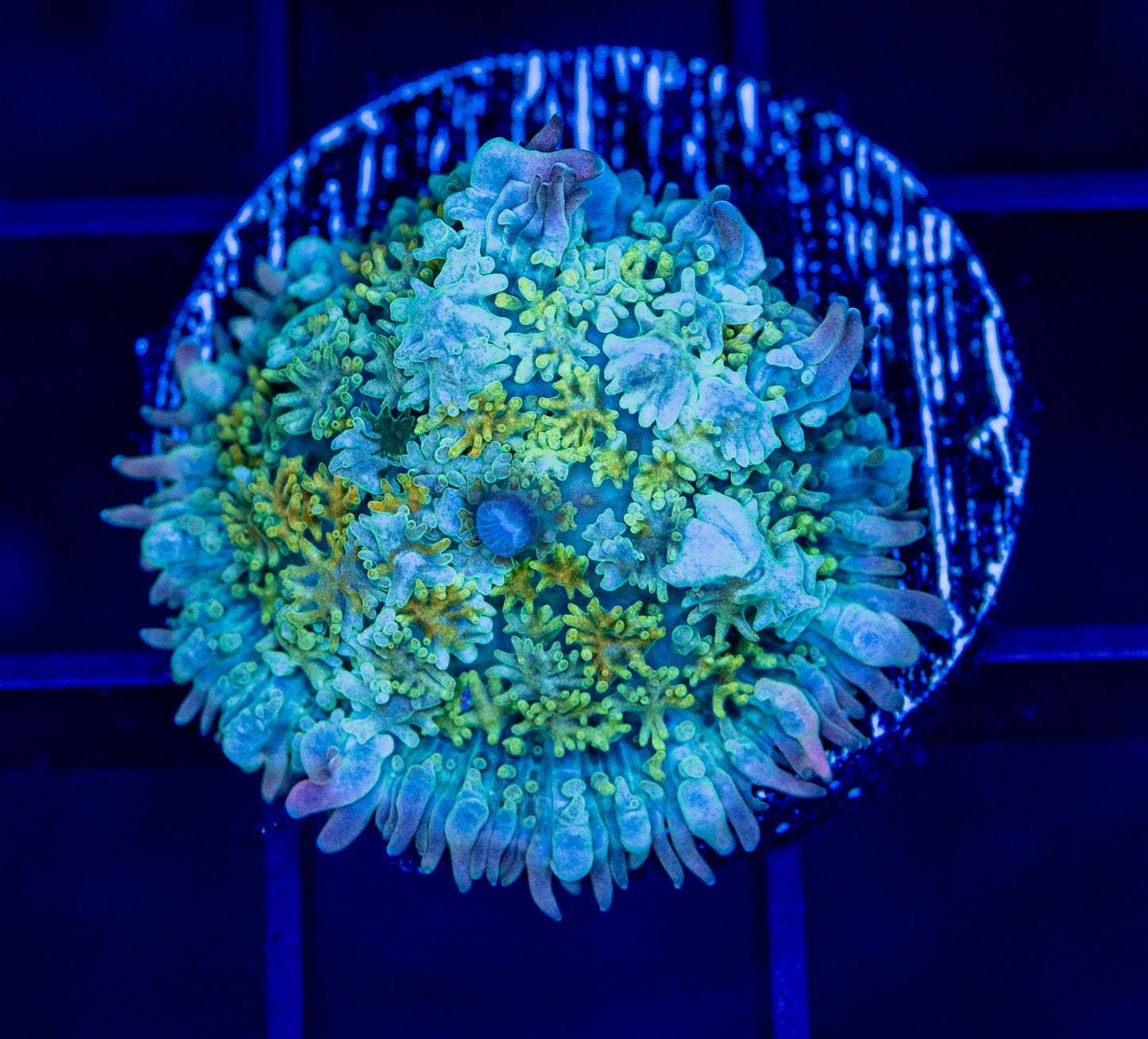 RAS Dragonite Mushroom - WYSIWYG