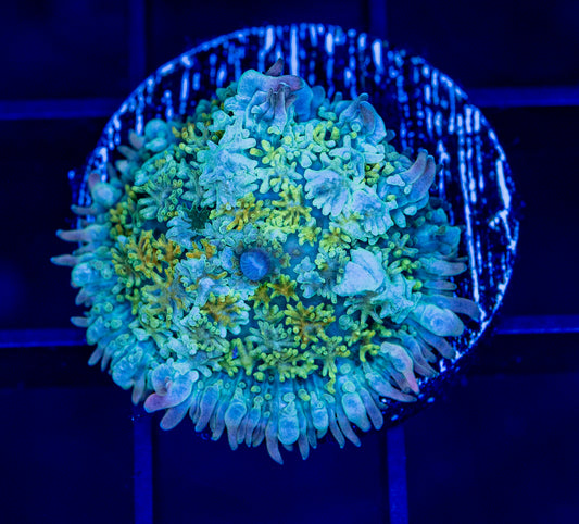 RAS Dragonite Mushroom - WYSIWYG