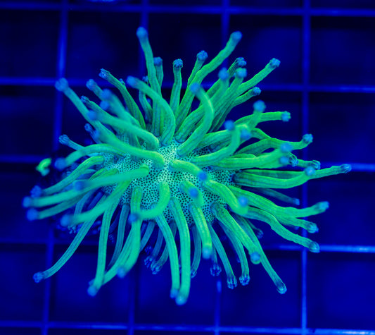 Toadstool Leather - WYSIWYG 1