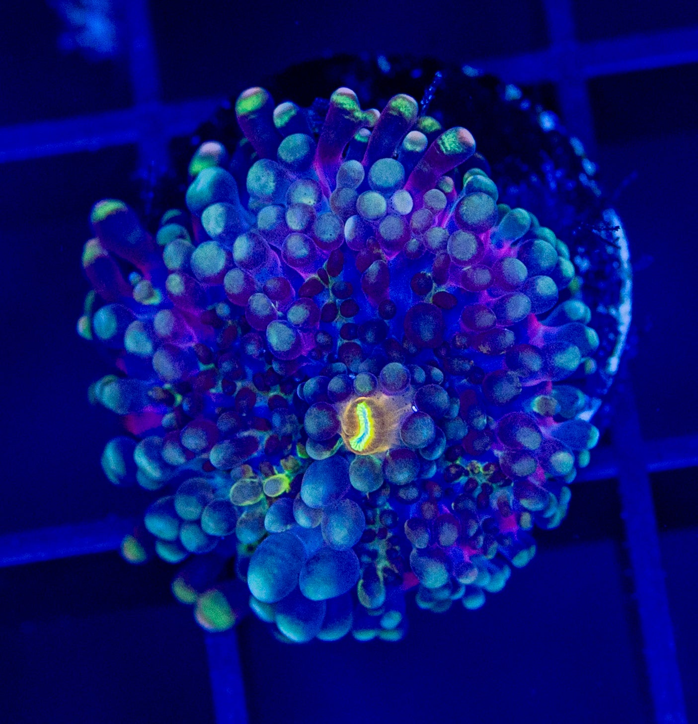 Bluey Yuma Mushroom - WYSIWYG