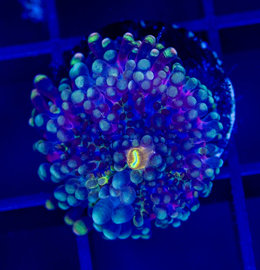 Bluey Yuma Mushroom - WYSIWYG