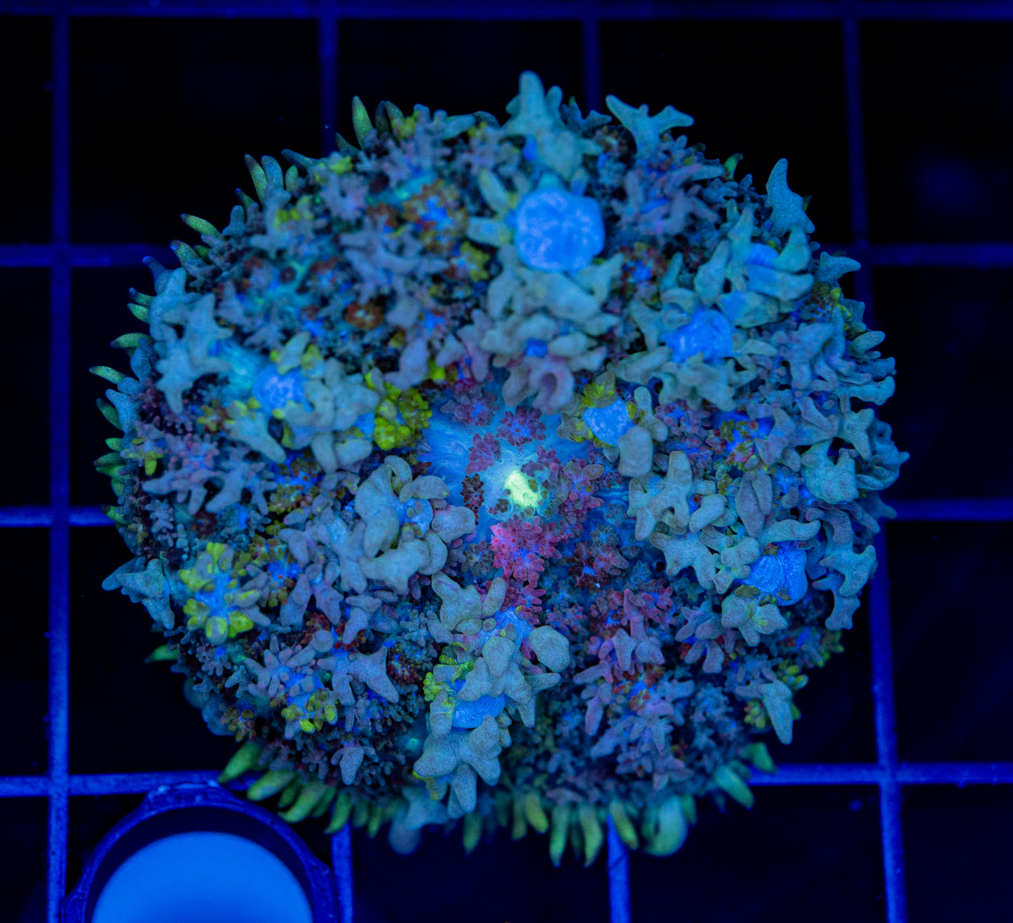 Purple Yurple Bounce Mushroom - WYSIWYG