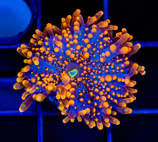 RAS Kong Yuma mushroom = WYSIWYG 1