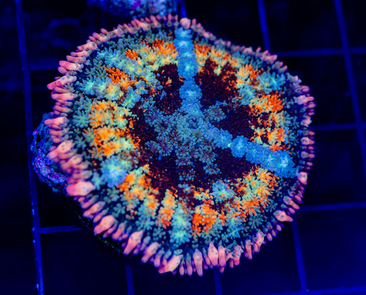 Frankies Bride Mushroom - WYSIWYG 2