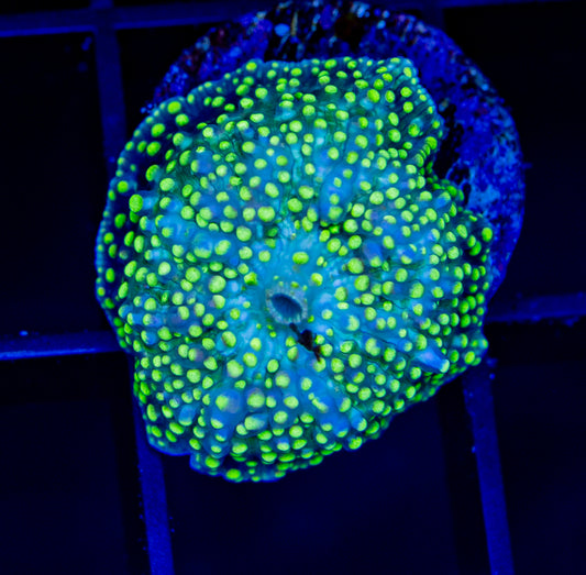 RAS Fire Fly Mushroom - WYSIWYG