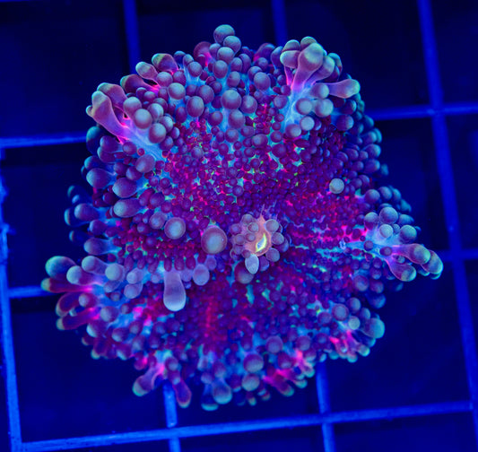 Nurple Yuma Mushroom - WYSIWYG