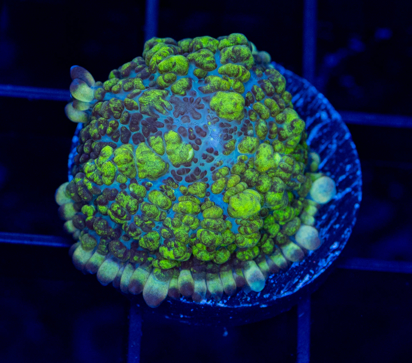 Uranium Bounce Mushroom - WYSIWYG 1