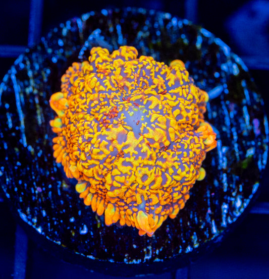 Maui Wowi Mushroom - WYSIWYG 1