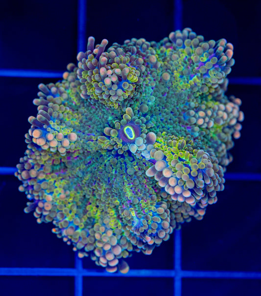 Rainbow Malaysian Yuma - WYSIWYG