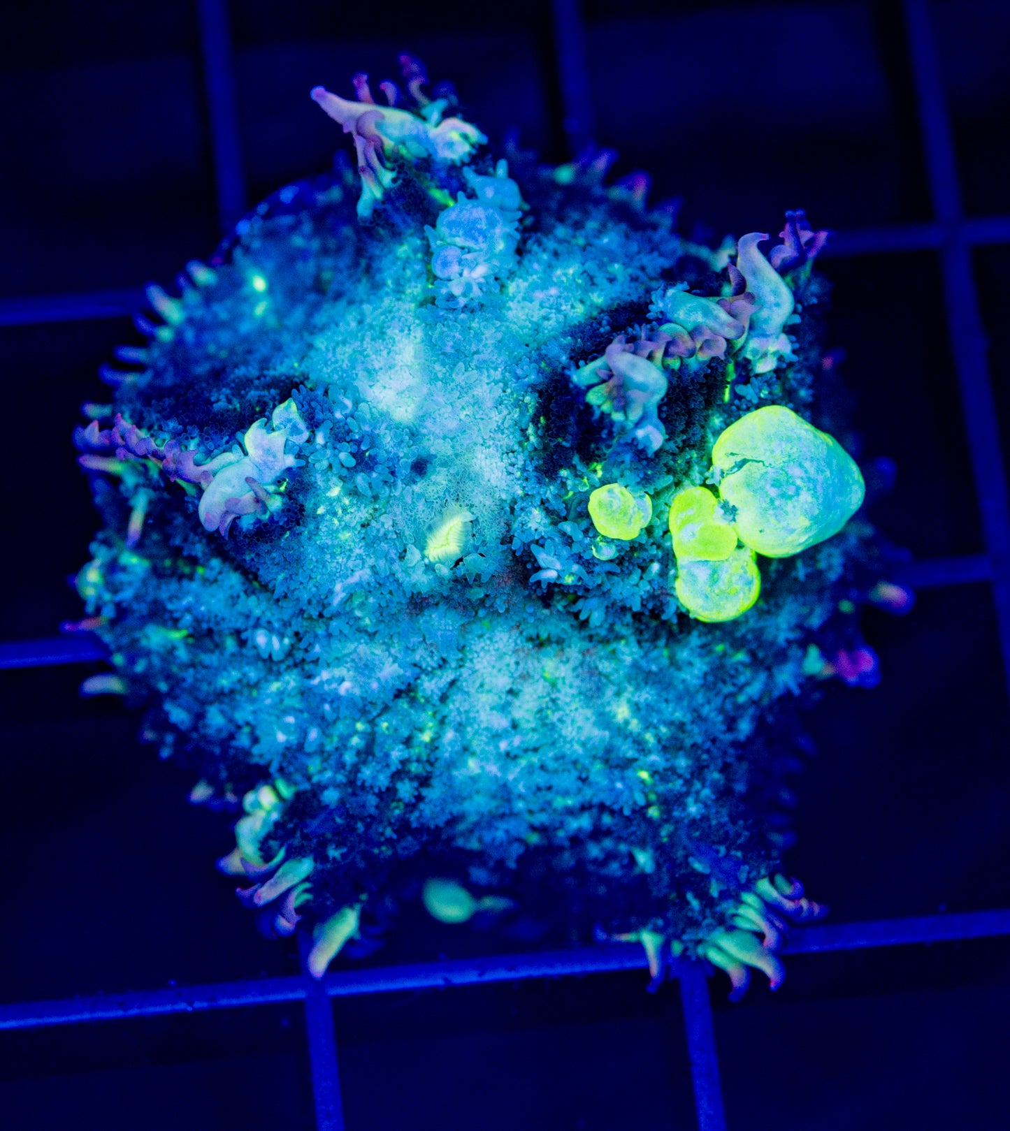 Purple Lighting Bounce Mushroom - WYSIWYG