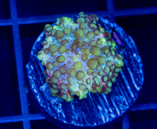 Lava Bounce Mushroom - WYSIWYG 2