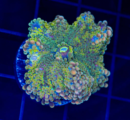 Purple Haze Yuma - WYSIWYG