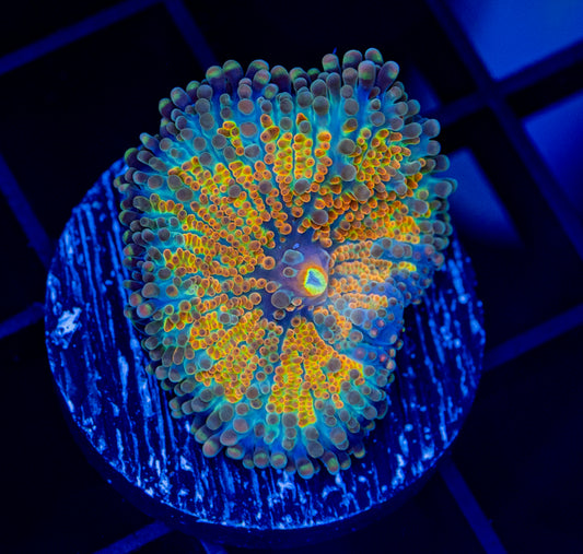 24K Yuma Mushroom - WYSIWYG