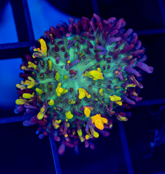 Magic Carpet Mushroom - WYSIWYG 1