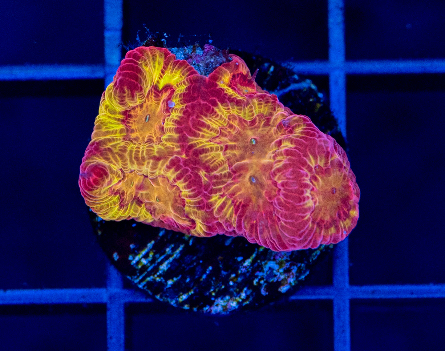 RAS Dragon Fire Favia - WYSIWYG