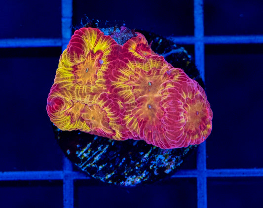 RAS Dragon Fire Favia - WYSIWYG